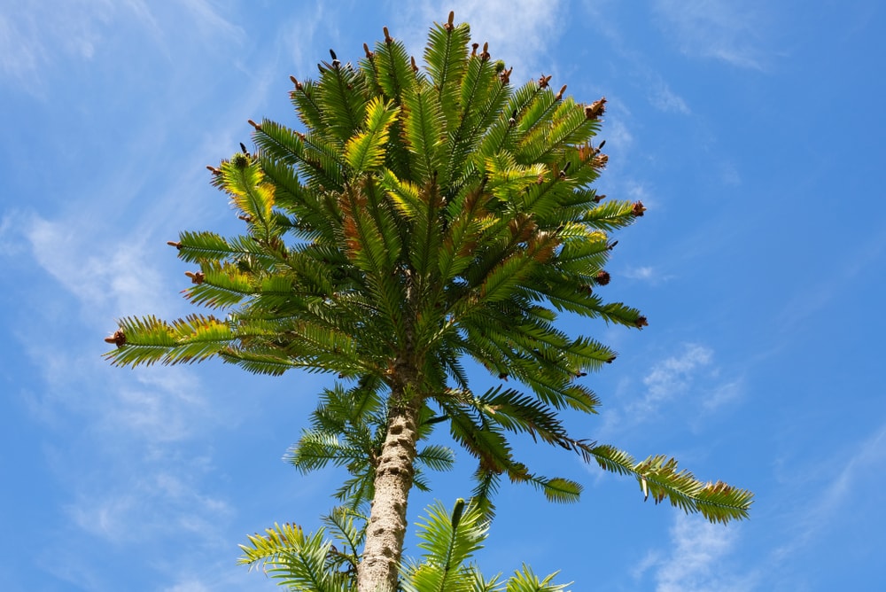 overlooking at Wollemi Pine Tree