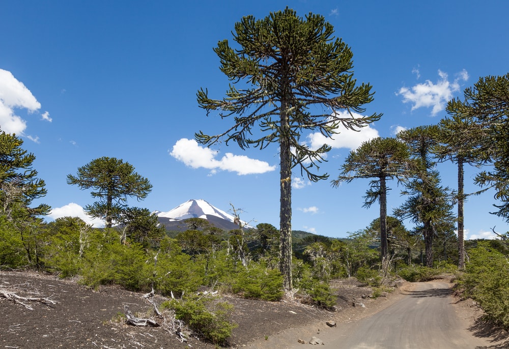 Rough Road Through Monkey Puzzle Trees