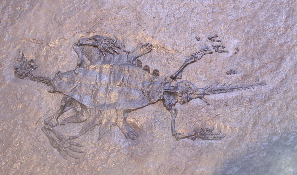 Paratype of Odontochelys semitestacea on display at the Paleozoological Museum of China.