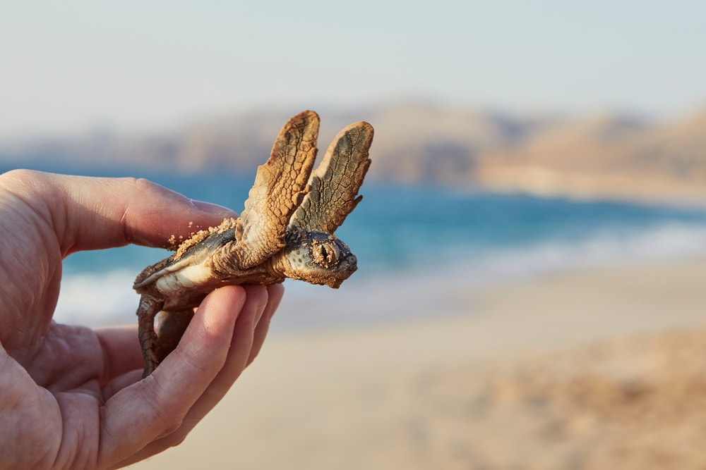 Human hand holding newborn green turtle