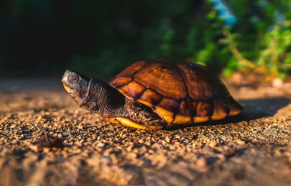 a turtle basking in the sun