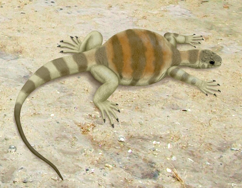 Life restoration of Eunotosaurus africanus