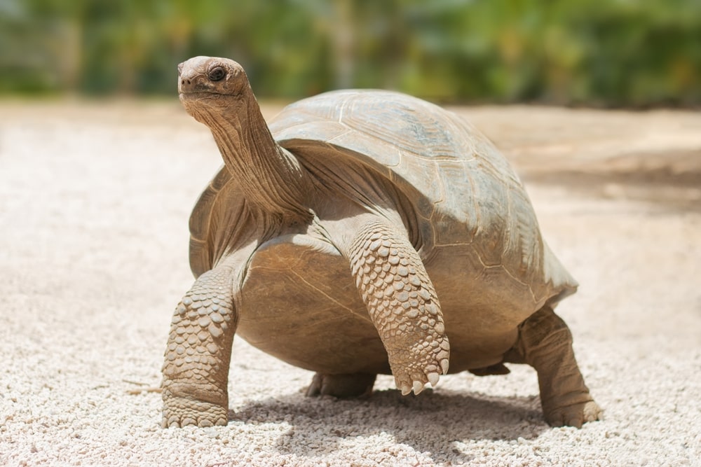 Giant grey tortoise standing on tropical island