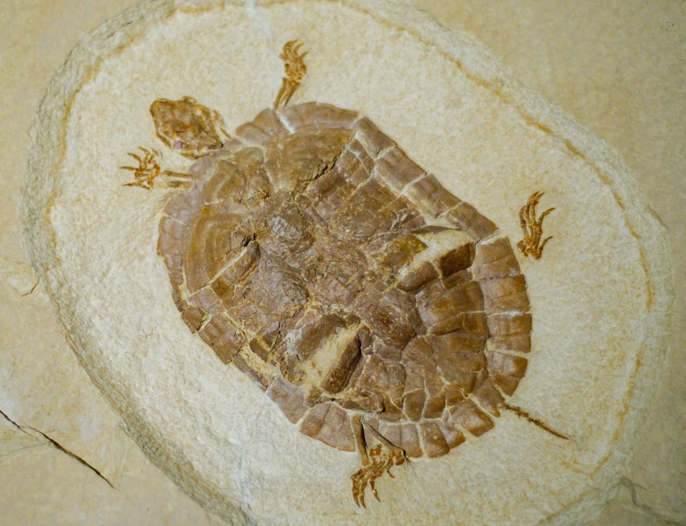 fossilized turtle on a sandstone