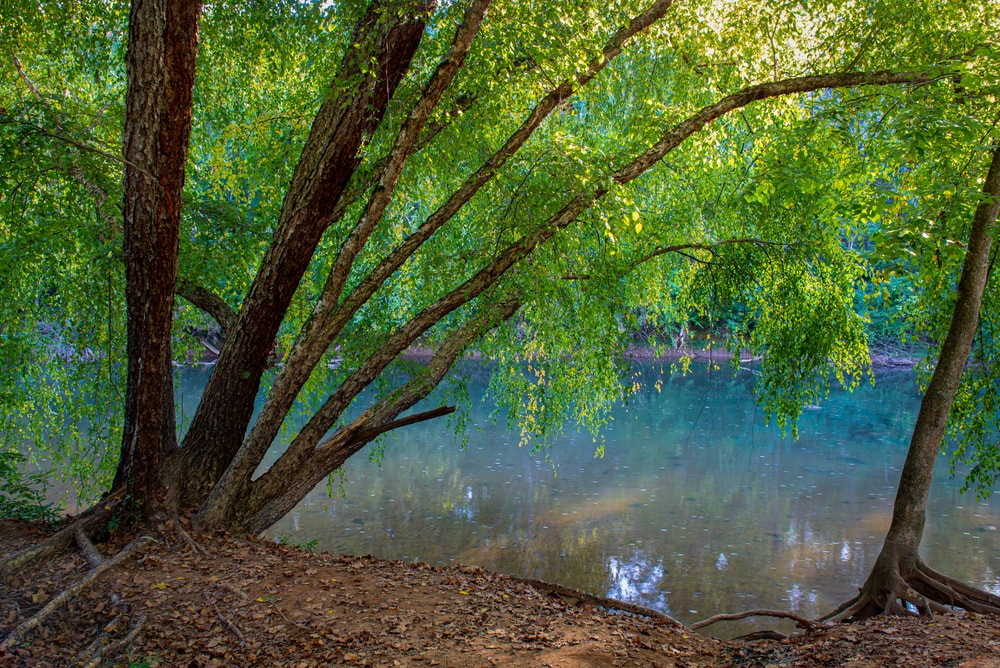 a black birch tree, also known as river birch arching over the Rivanna River in Riverview Park