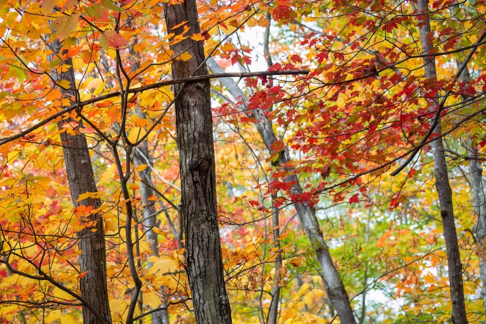 Orange colored maple leaves during autumn