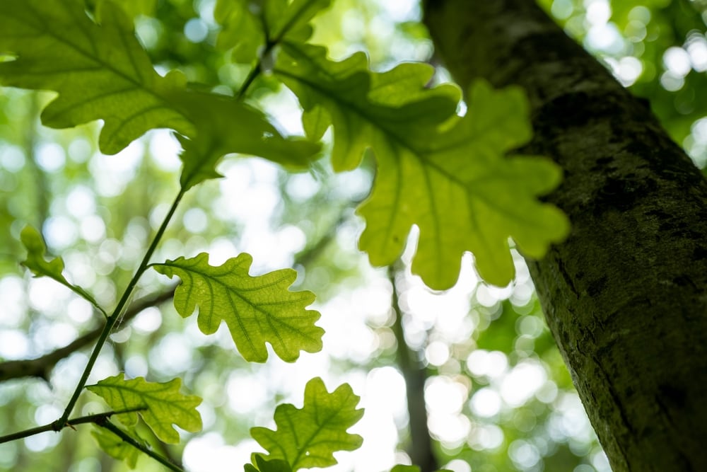 view of lobed leaves and bark of an oak tree