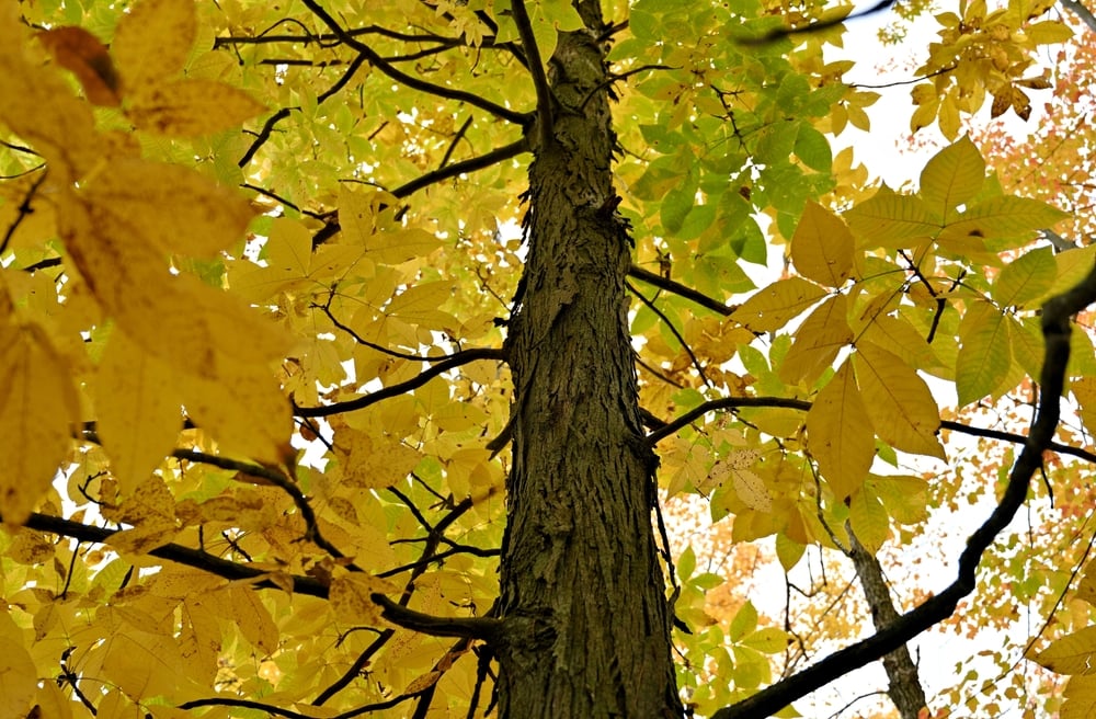 view of autumn leaves and bark of a Shagbark Hickory tree