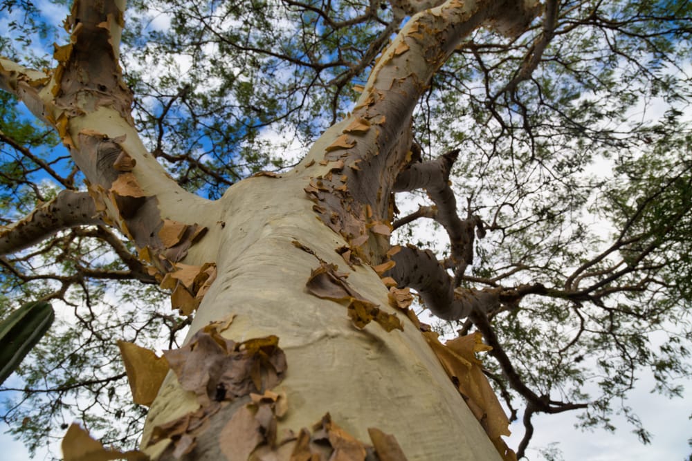 close up of the bark of a swamp birch tree