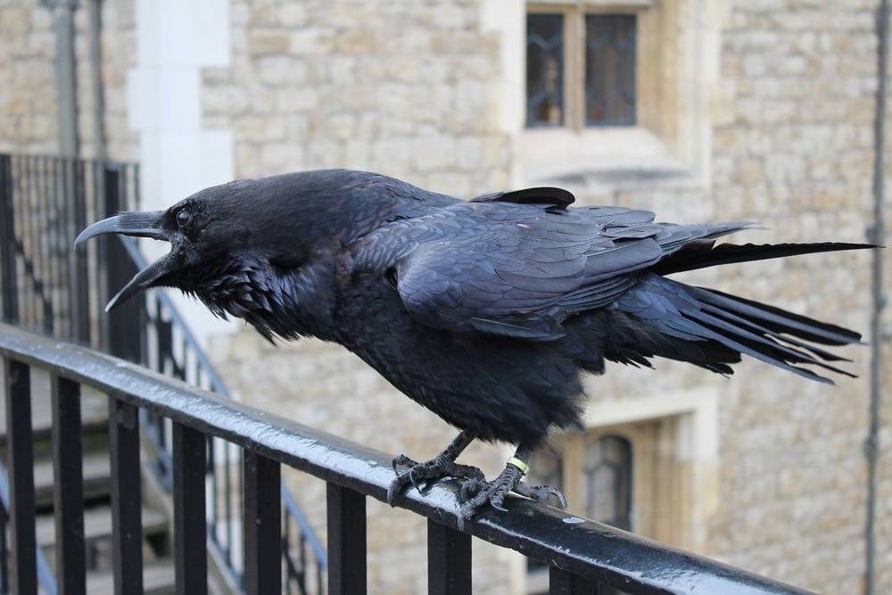 Raven screaming on top of a metal