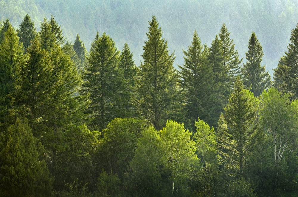 Pine tree in the middle of a forest