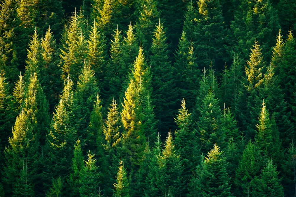 Fir trees view in the sky