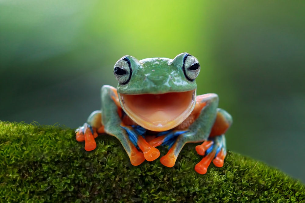 Frog smiling at the camera