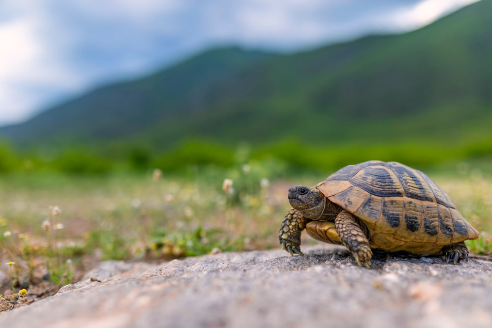 Turtle walking in the middle of a desert