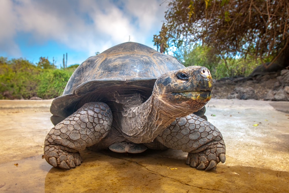 Giant turtle walking on a concrete land