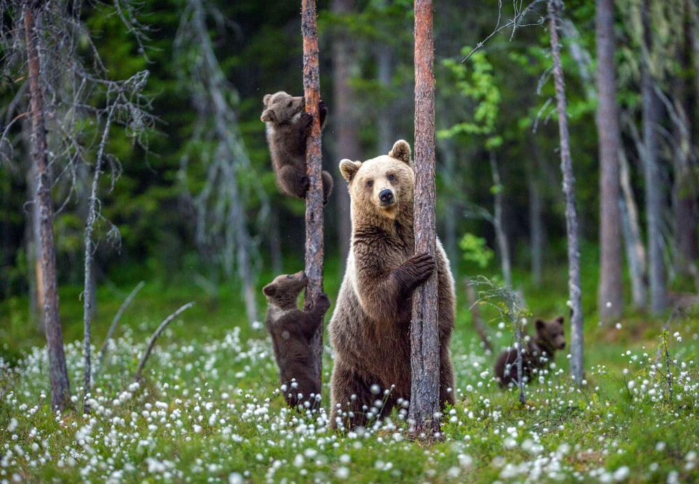 Bear hugging a bamboo tree