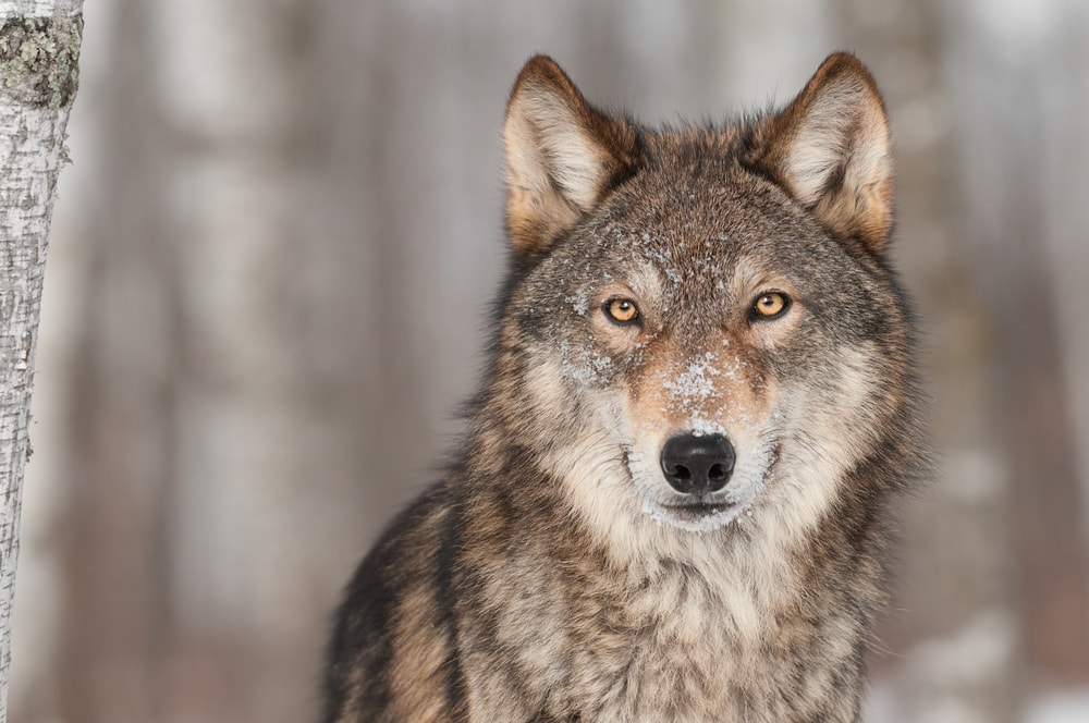Wolf staring at the camera