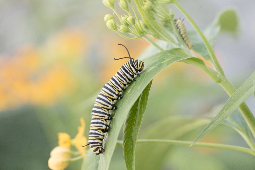 Caterpillar walking on a leaf