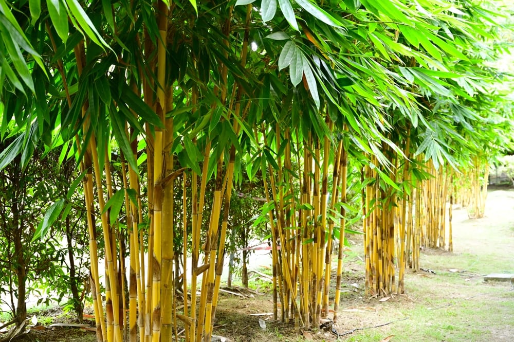 clumps of common bamboo or yellow bamboo