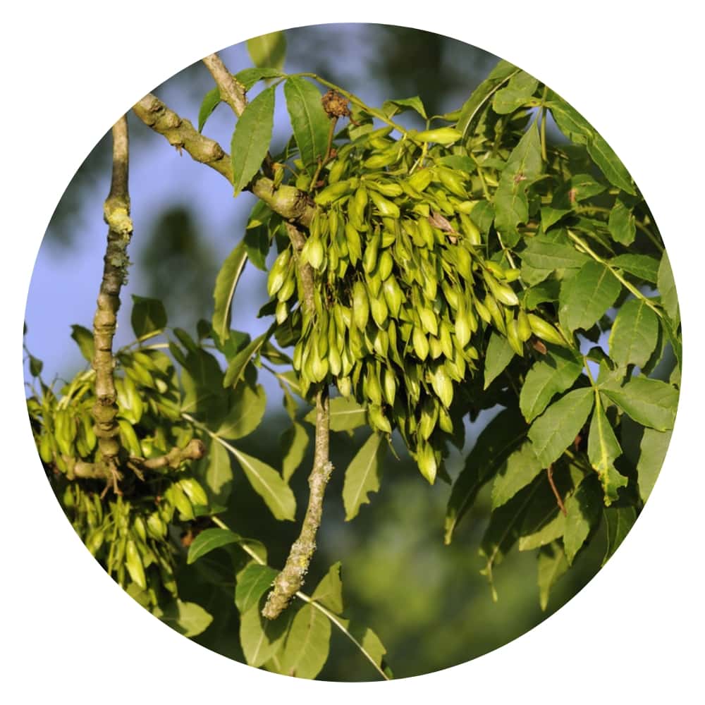 ash tree seeds and leaves