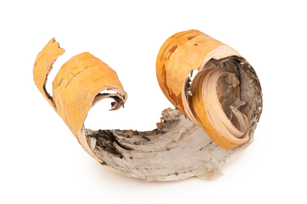 birch bark shavings on a white backgorund
