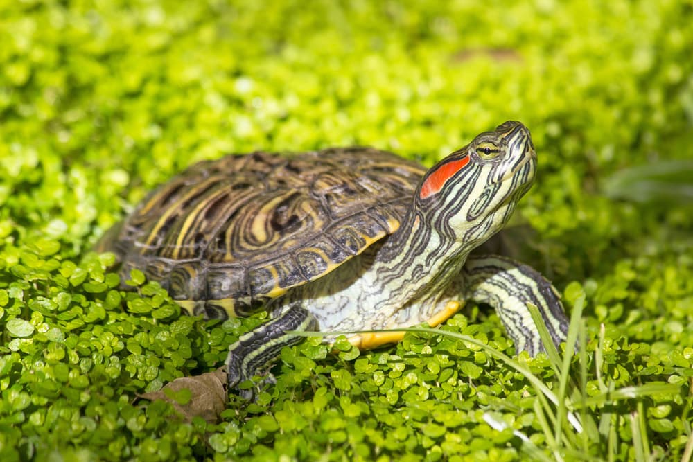 Red-eared sliders walking on grass