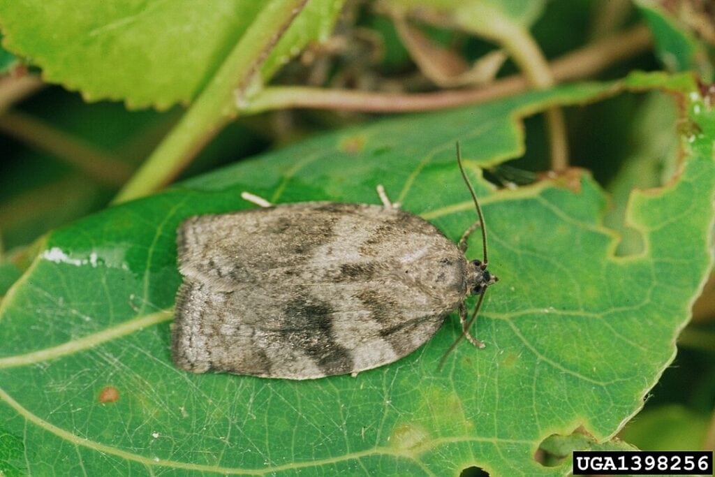 Large aspen tortix eating a leaf