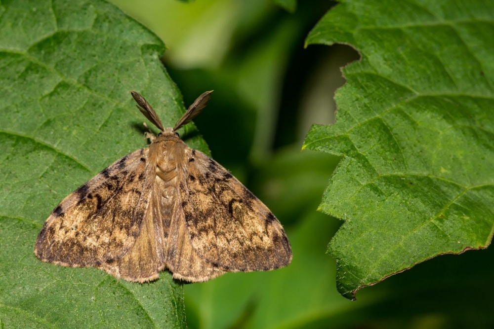 Spongy moth laying on a leaf