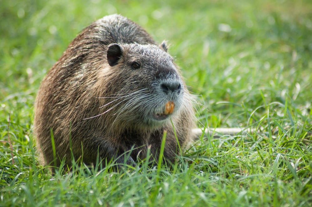 Nutria sitting on a green grass