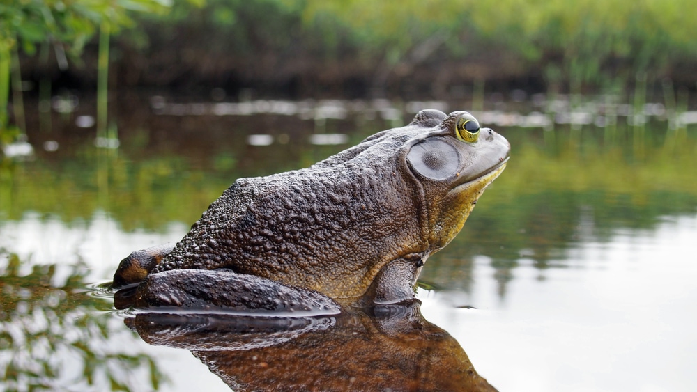 American bullfrog sitting on a rock under the water