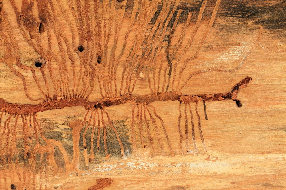 Bark of a tree with the mark of a Douglas-fir beetle on it