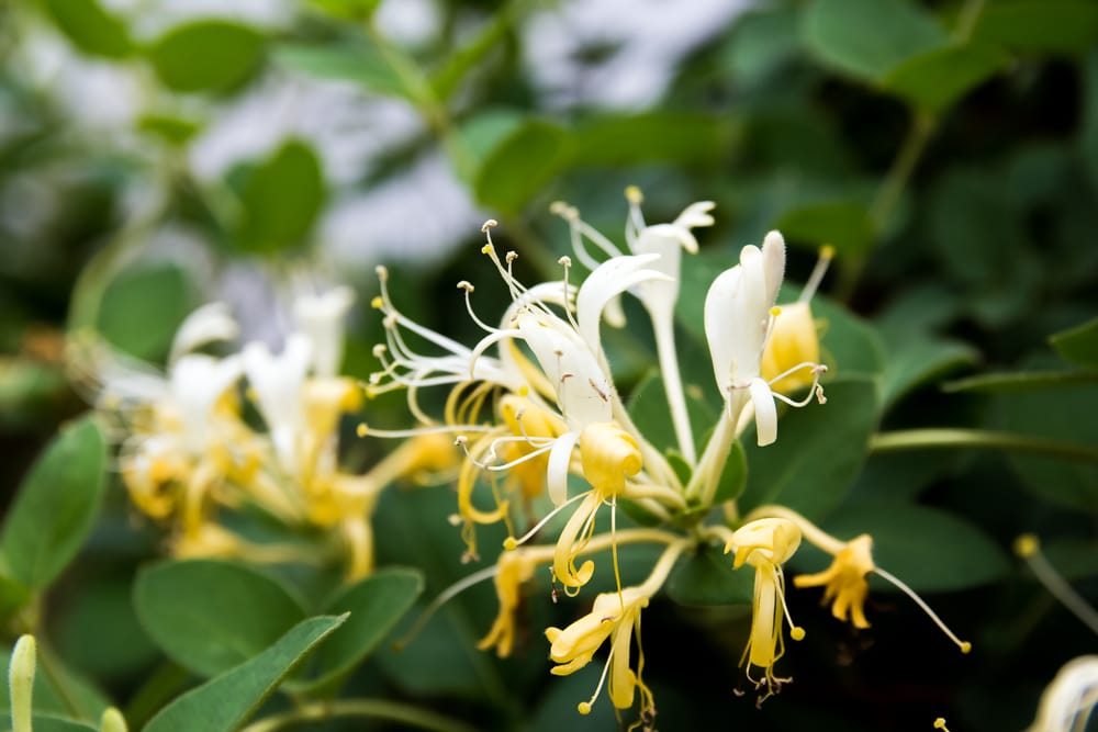 Japanese honeysuckle in the wild