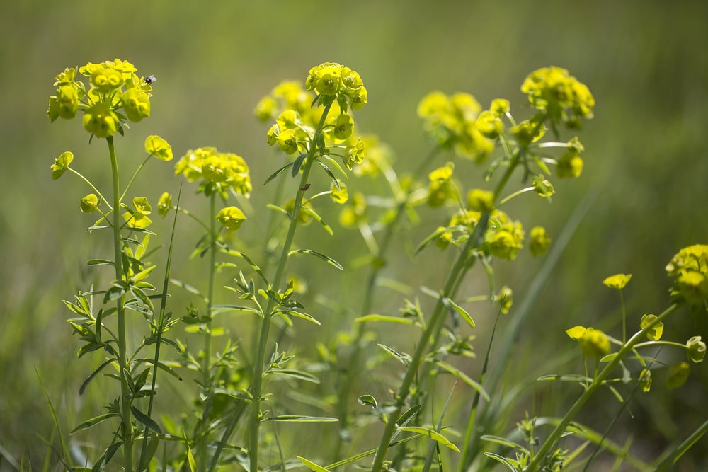 Close up photo of a leafy spurge