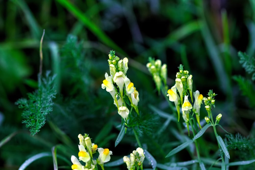 Toadflox flower growing in the middle of plants