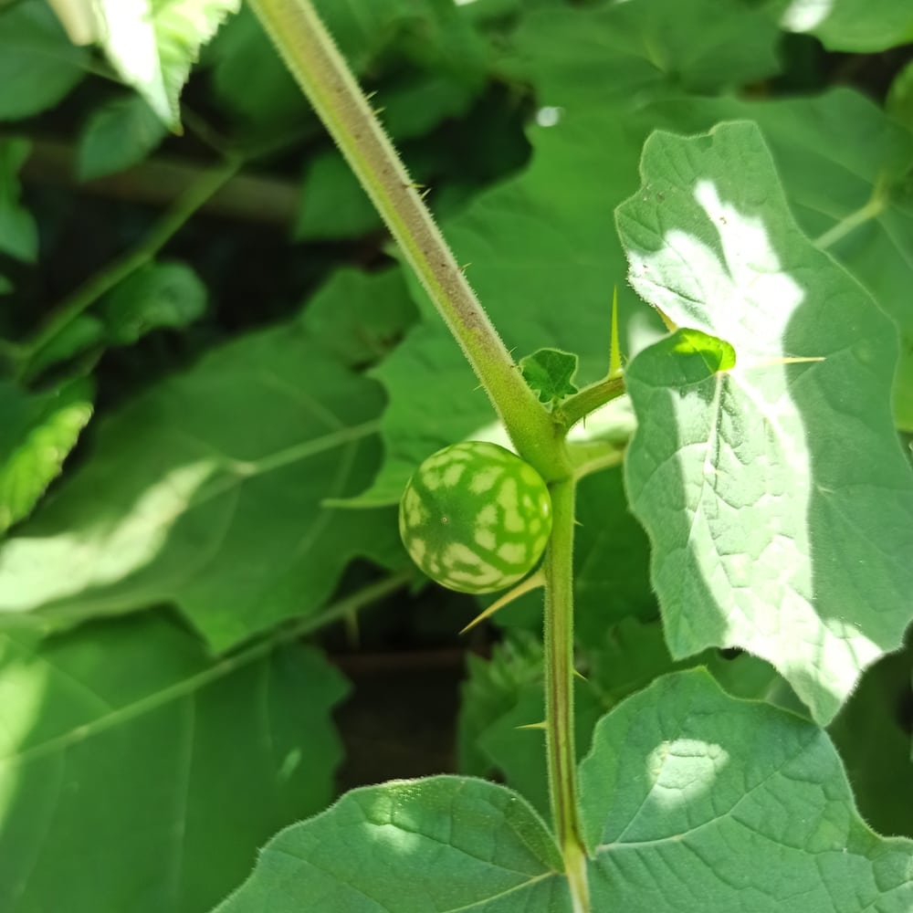 Tropical soda apple shrub growing in the middle of a plant