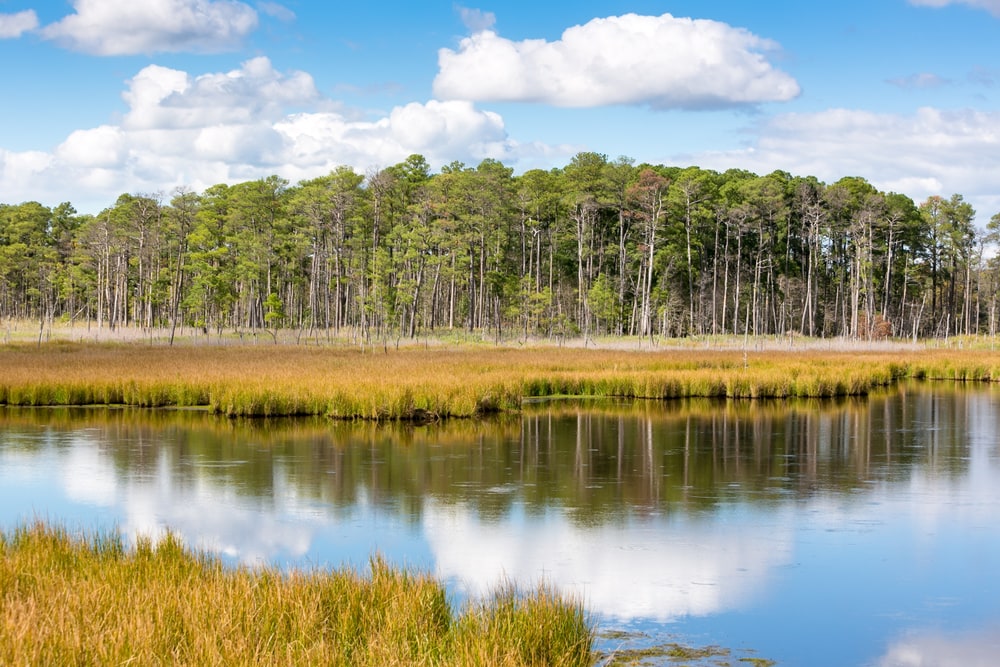Landscape photo of the Blackwater National Wildlife Refuge