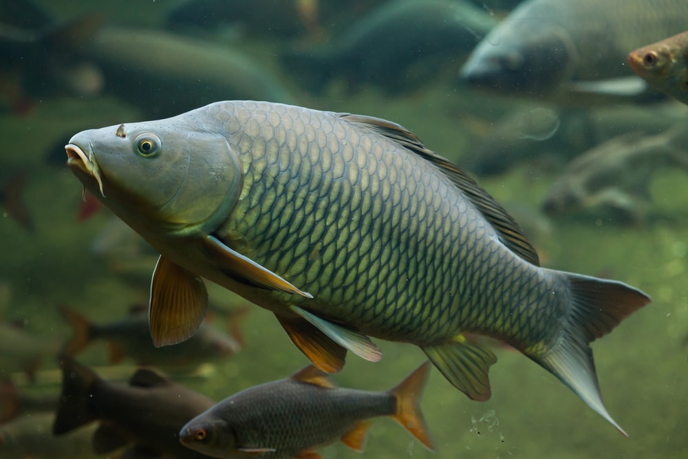 Common carp swimming under the lake