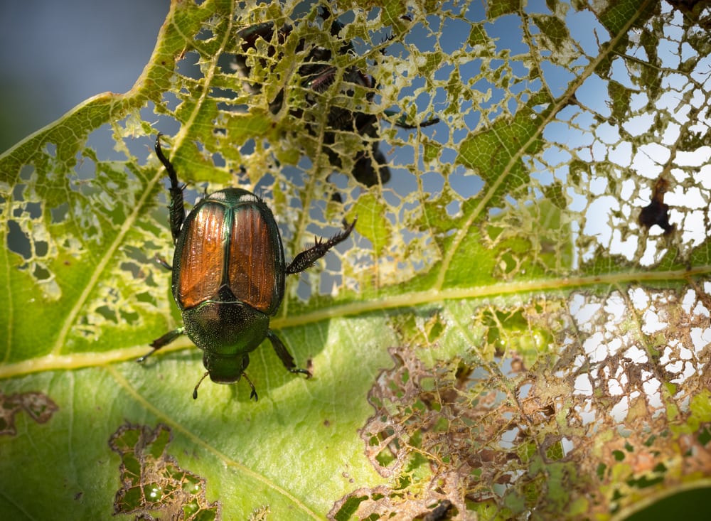 Japanese beetle eating a leaf