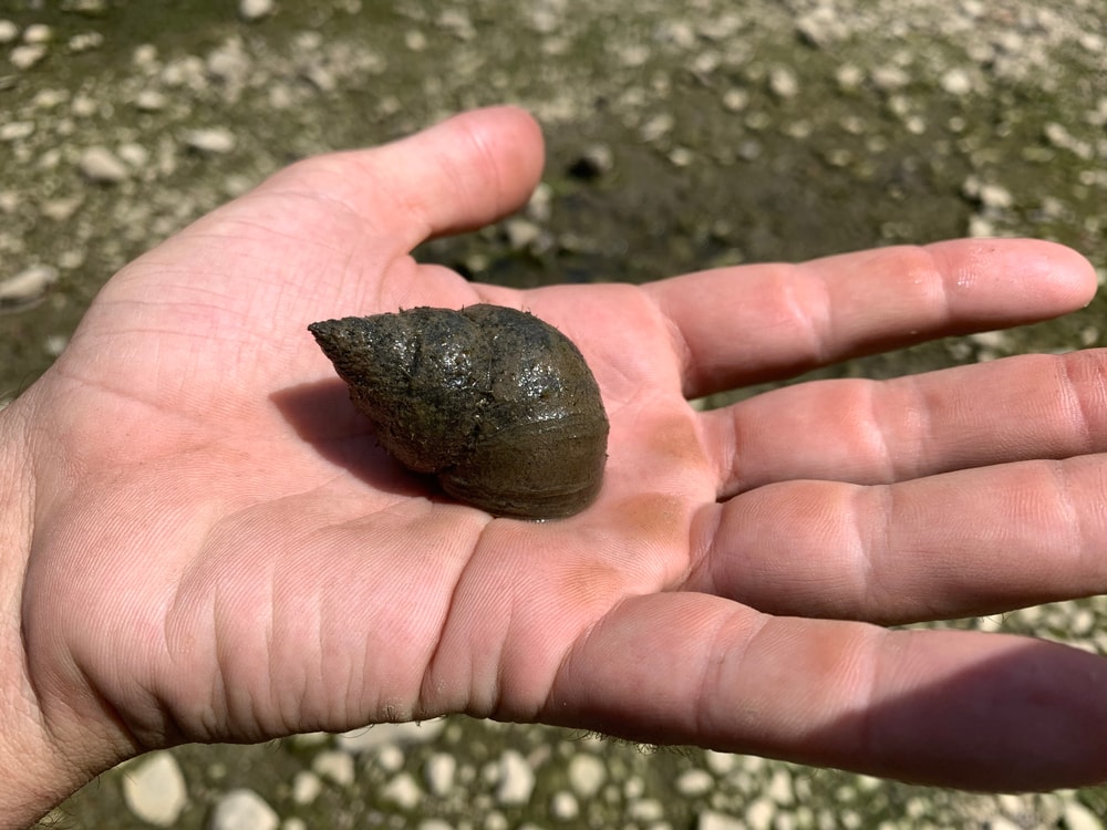 Chinese mystery snail on the hand of a person