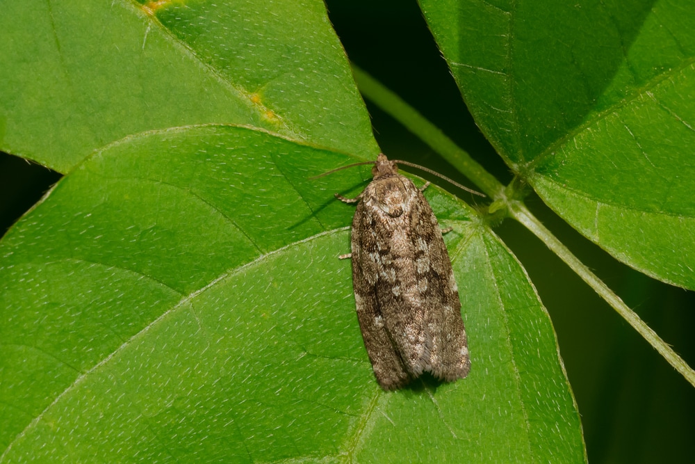 Spruce budworm resting on a green leaf
