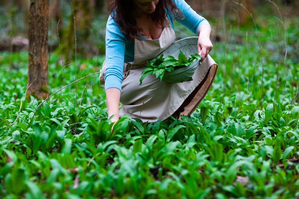 Woman picking up plants to her basket