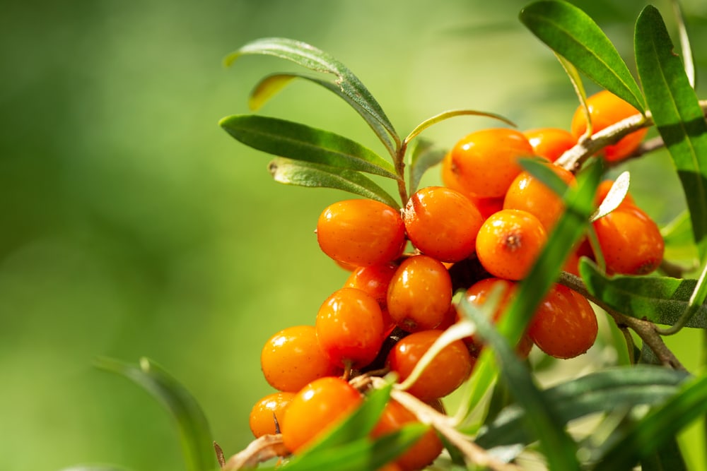 Close up photo of the Sea Buckthorn (Hippophae rhamnoides)