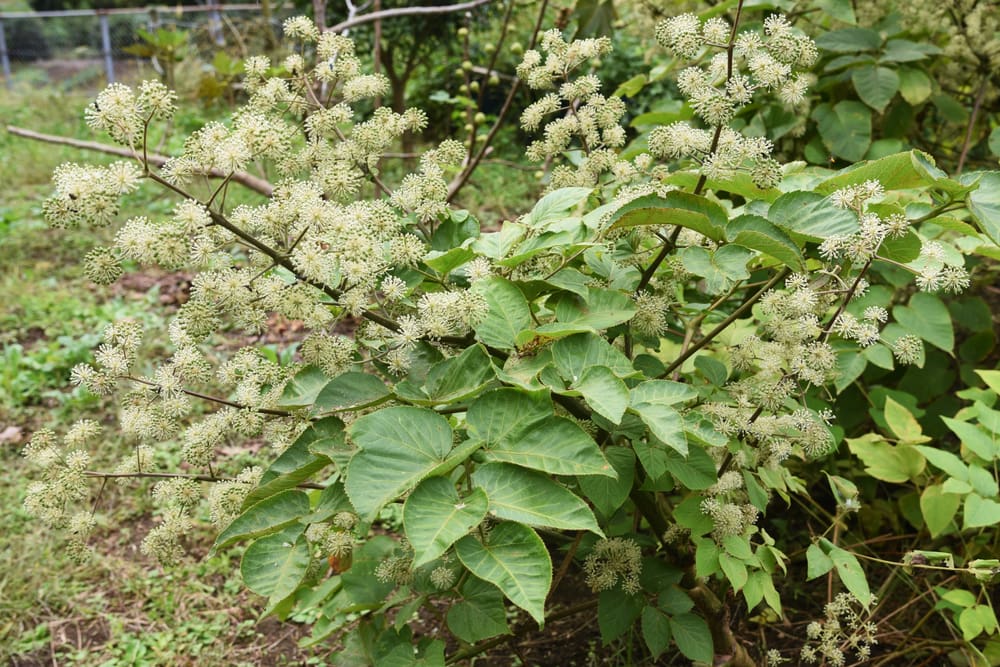 Japanese Spikenard or Udo (Aralia cordata) growing in the backyard