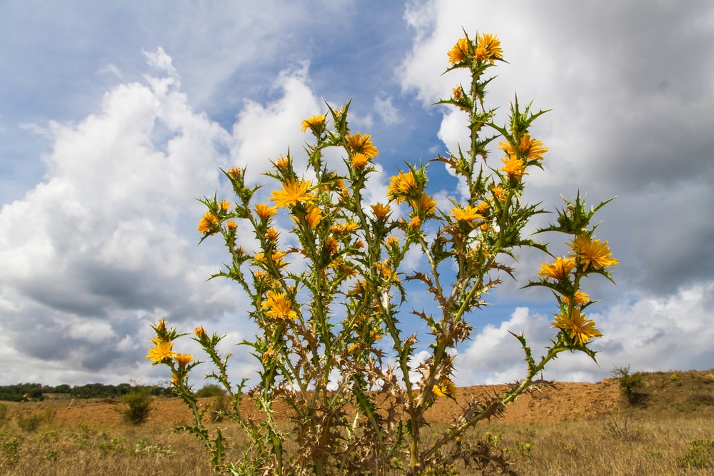 Golden Thistle (Scolymus hispanicus) in the middle of the desert