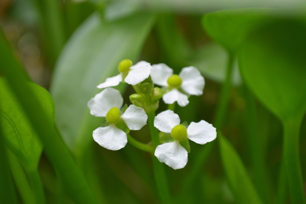 Arrowhead (Sagittaria sp.) growing in the middle of the plant