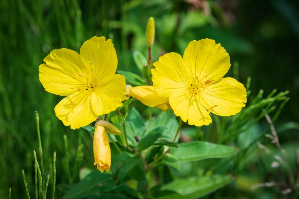 Evening Primrose (Oenothera biennis) with one starting to grow