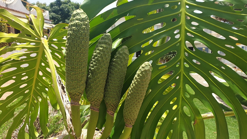Fruit Salad Plant (Monstera deliciosa) shot during daylight