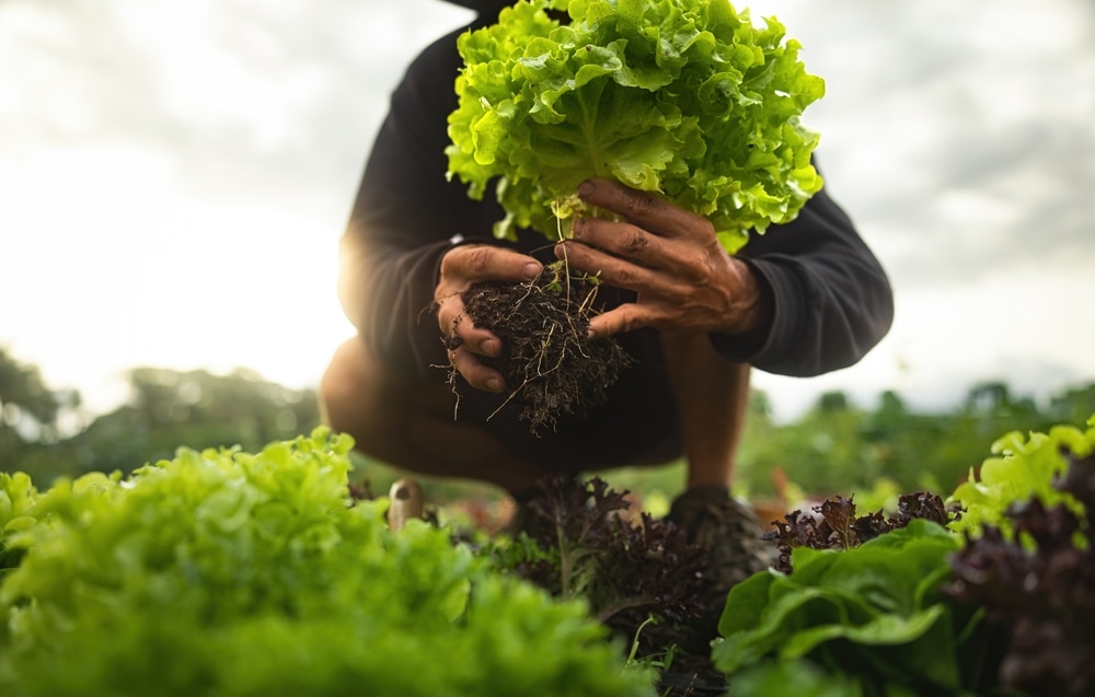 Man picking up plant to eat