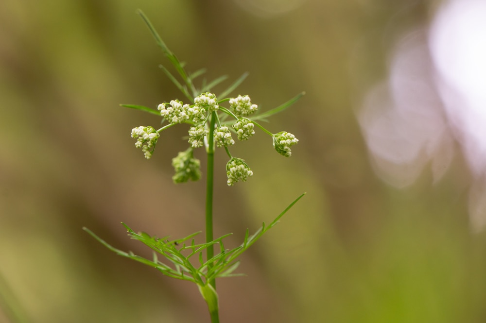 Close up shot of a Pignut (Conopodium majus) 