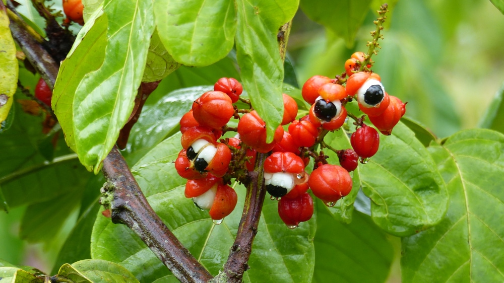 Guarana (Paullinia cupana) in the middle of the forest